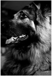 Portrait of a a King Shepherd Dog - Featured